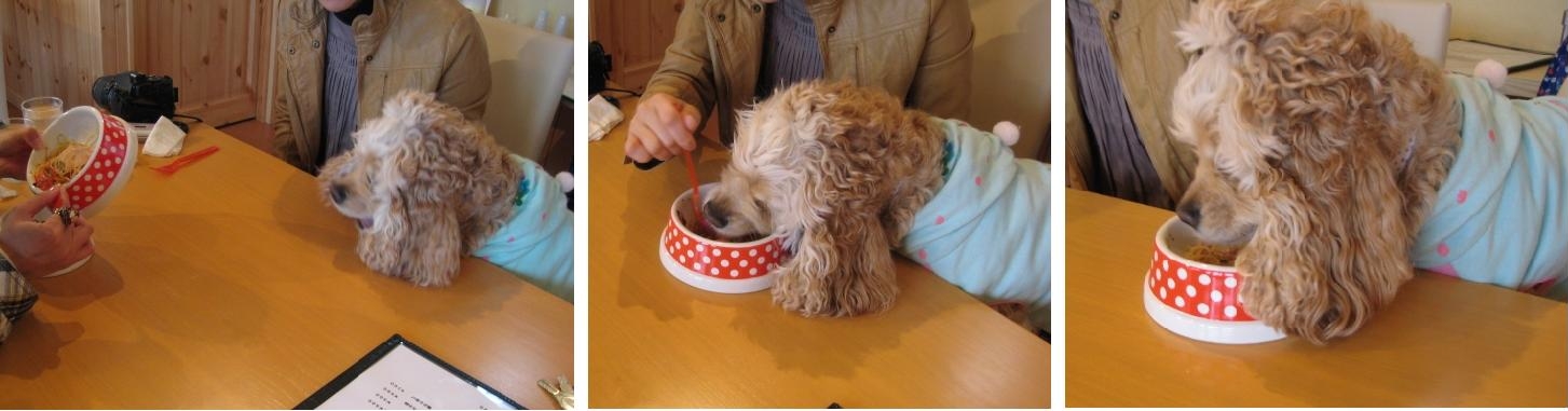 行ってきました!Dog cafe ポワポワ風つけナポリタン!!_b0093221_7442370.jpg