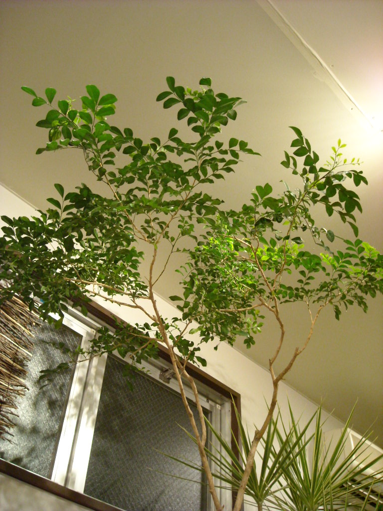 シルクジャスミン Luft News