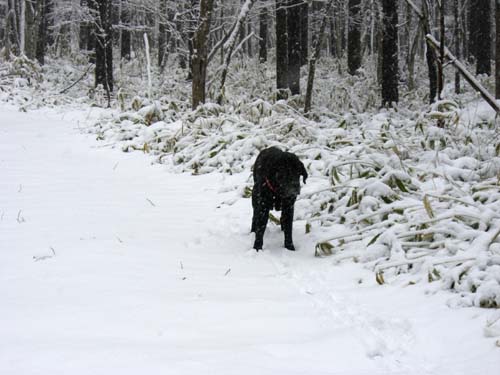 多くの時間を犬たちと_a0006822_14557.jpg