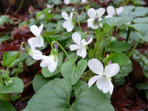 雑草すみれの白い花 木漏れ日の庭 ２