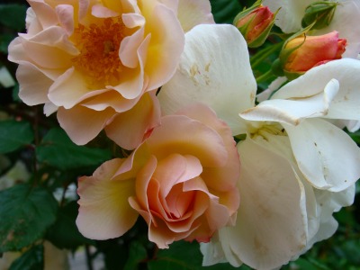 f0170524_2112155.jpg