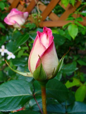 f0170524_21124799.jpg