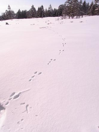 2月21日　北八ヶ岳スノーシュー♡_e0082234_1521642.jpg