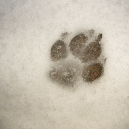 また、雪ですよ(^-^)_c0119742_22475111.jpg