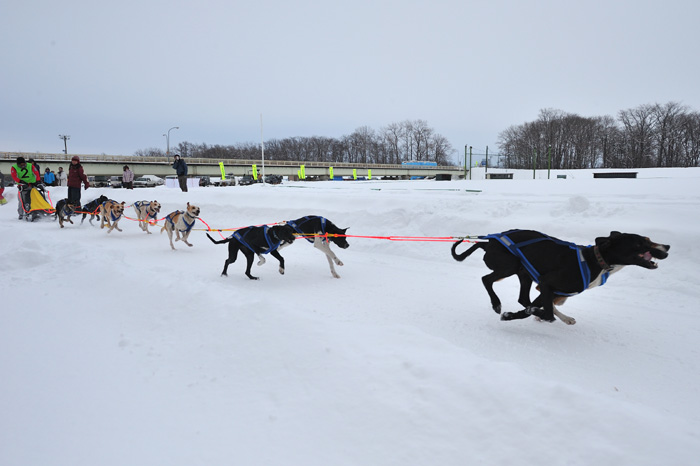 nakasatsunai sled dog race_f0218549_20526.jpg