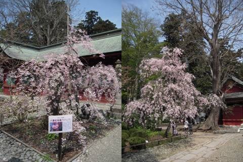 鹽竈（しおがま）神社にて③　（塩釜市）_d0049152_1533341.jpg