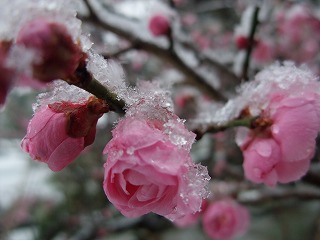 ☆雪です☆_c0208355_1256412.jpg