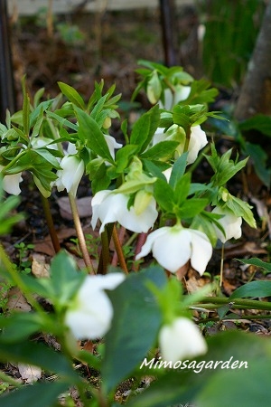 さくらんぼの花が満開です。_d0083761_19434873.jpg