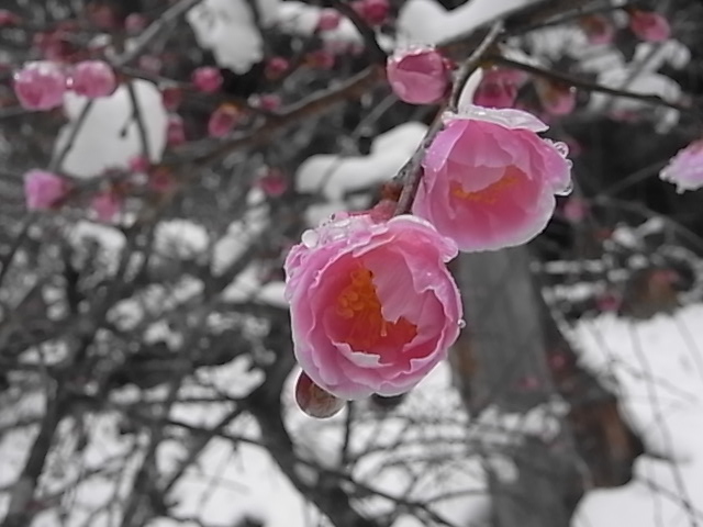 重い雪　3月9日（火）　…雪…_a0146070_1724923.jpg