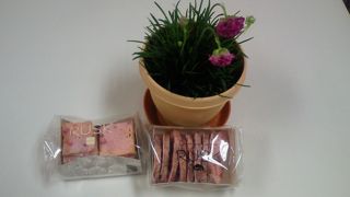 2010.3.9 なな茶々留守番_a0083571_16312036.jpg