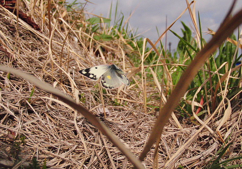 小畦側便り（2010/03/08）_f0031682_9333382.jpg