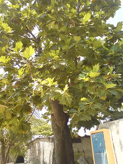 f0204584_0285066.jpg