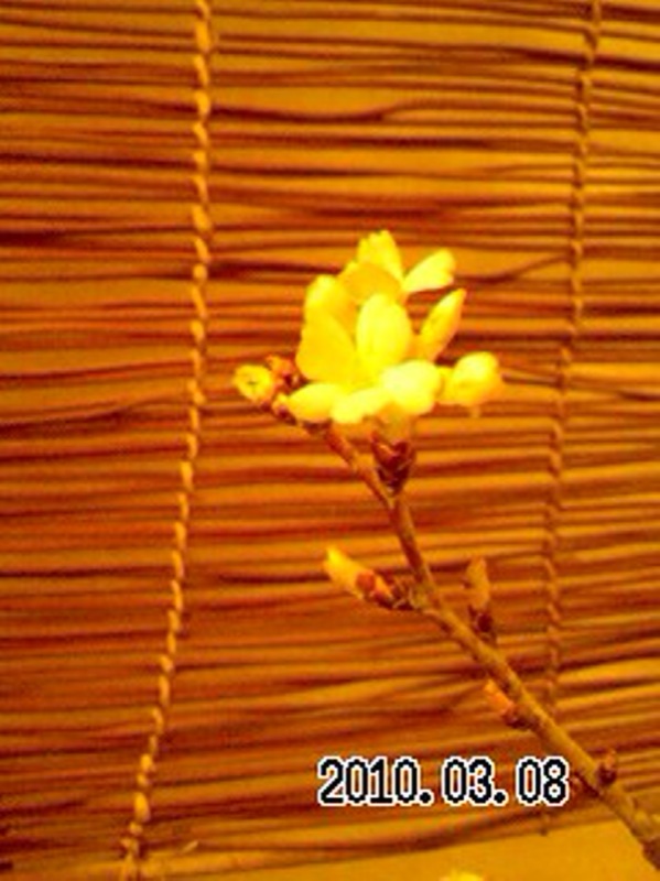 c0123189_139090.jpg