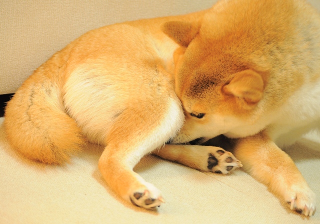 今夜は中止という事で!!_a0126590_22431246.jpg
