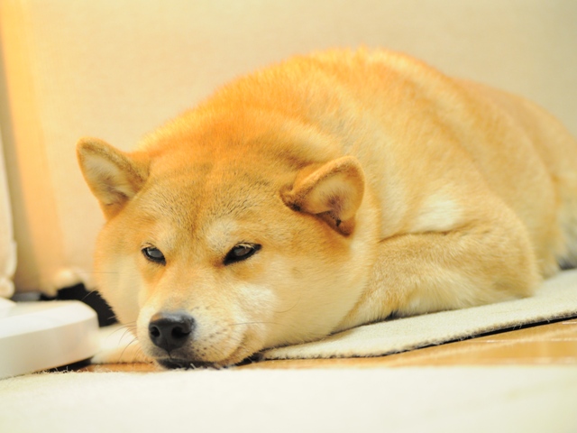 今夜は中止という事で!!_a0126590_22433946.jpg