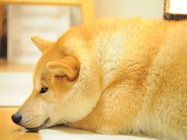 今夜は中止という事で!!_a0126590_22435480.jpg