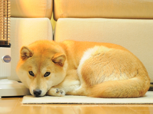 今夜は中止という事で!!_a0126590_22443312.jpg