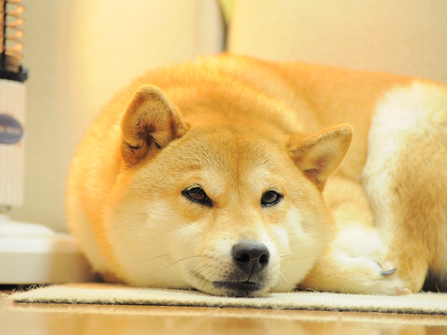 今夜は中止という事で!!_a0126590_22443931.jpg