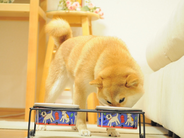 今夜は中止という事で!!_a0126590_2245634.jpg