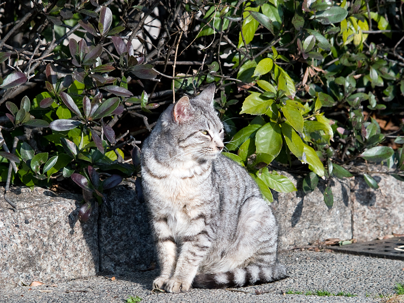 広島の猫#463_c0191394_21382141.jpg