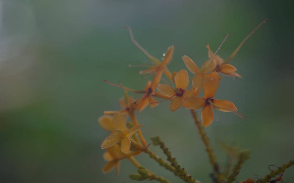 植物園で撮って来た春の花－Ｐａｒｔ３_f0000502_2114335.jpg