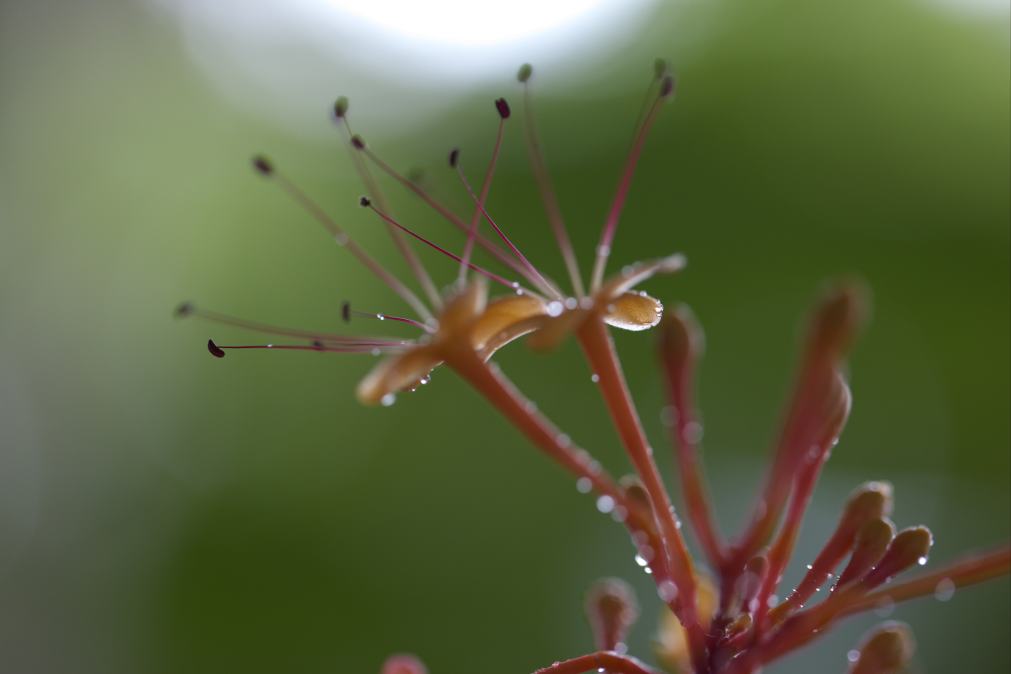 植物園で撮って来た春の花－Ｐａｒｔ３_f0000502_21154310.jpg