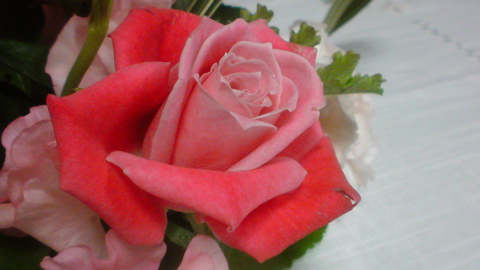 f0052603_2313863.jpg