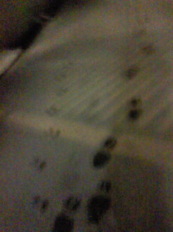 e0131506_083227.jpg