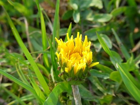 早春の雑草 タンポポ Arekore 早春の雑草 タンポポ Arekore