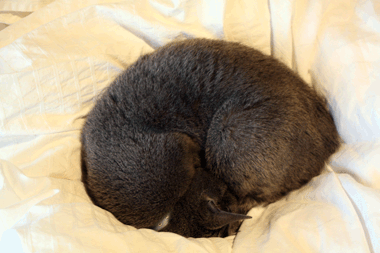 e0156015_22191888.gif