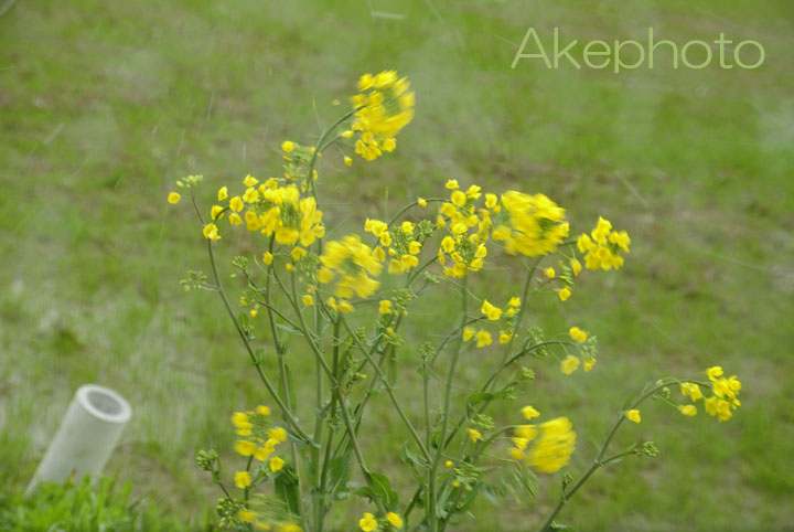 ﾋｨ～ ｡(>_<)｡ な、菜の花_e0127416_1732216.jpg