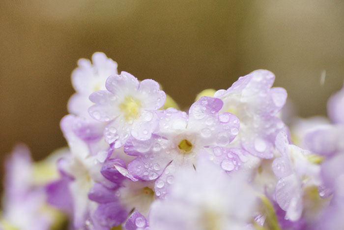 雨に花_e0077521_20481154.jpg