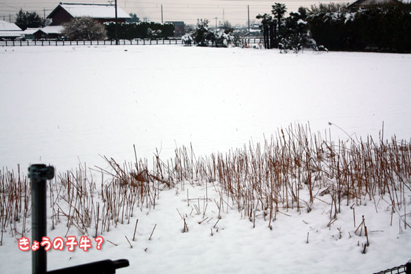 深夜の雪遊び！！？？？　il||li_○/￣|_il||li ﾅﾝﾃｺｯﾀ _f0203423_19531067.jpg