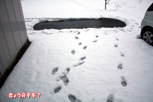 深夜の雪遊び！！？？？　il||li_○/￣|_il||li ﾅﾝﾃｺｯﾀ _f0203423_19531834.jpg