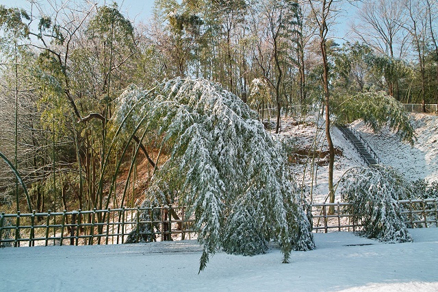 春の雪_f0214527_14382125.jpg