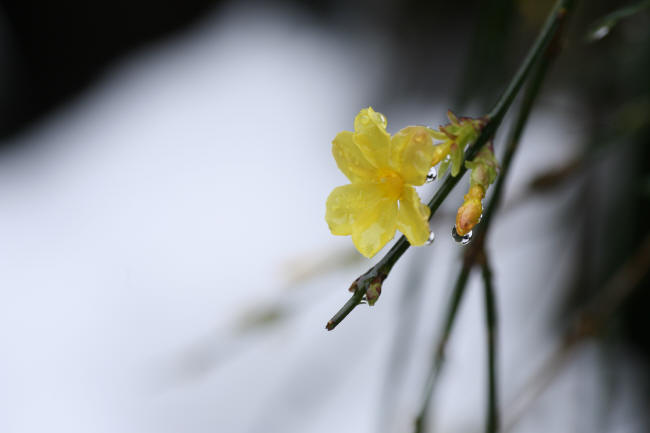 雪の朝、黄梅は_f0017530_228188.jpg