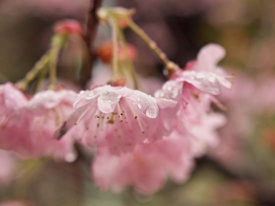 桜巡り2010～京都・知恩寺～_e0080133_041383.jpg