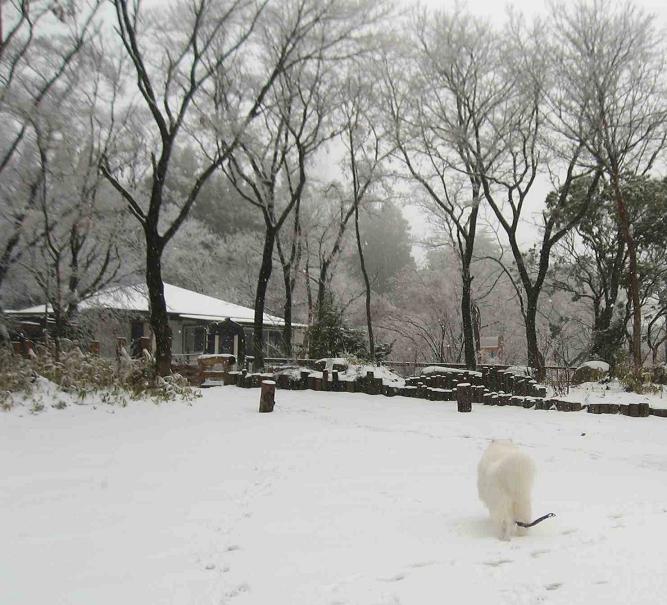 雪の六甲山_b0177436_2310485.jpg