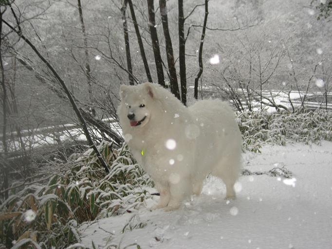 雪の六甲山_b0177436_23324443.jpg