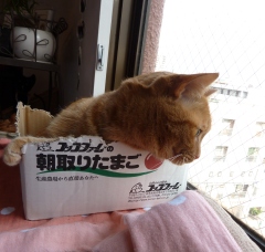 ガジガジアーティスト猫 しぇるのぇるろった編。_a0143140_16241352.jpg