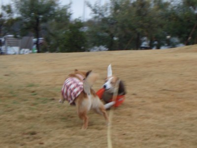c0119142_5232924.jpg