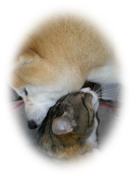 2010年3月10日(水)ワンニャンの写真展!_f0060461_17263383.jpg