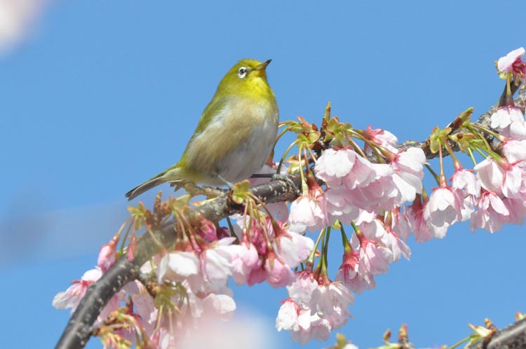 野鳥と桜_c0199777_16185100.jpg