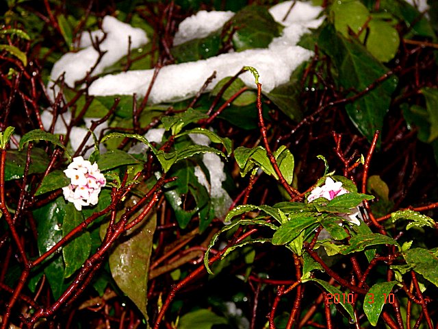 No.0565　木の芽眠らしの雪？_f0104277_7531262.jpg