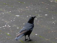 d0136282_19382342.gif
