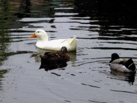 d0136282_19385350.gif