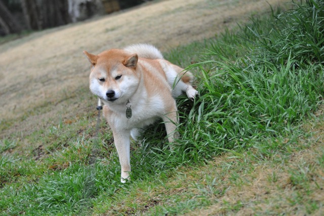 雨上がりの朝_a0126590_2226021.jpg