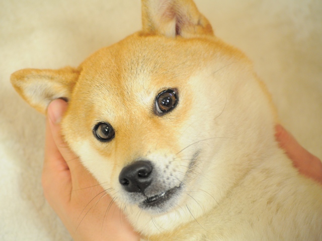 雨上がりの朝_a0126590_22272511.jpg