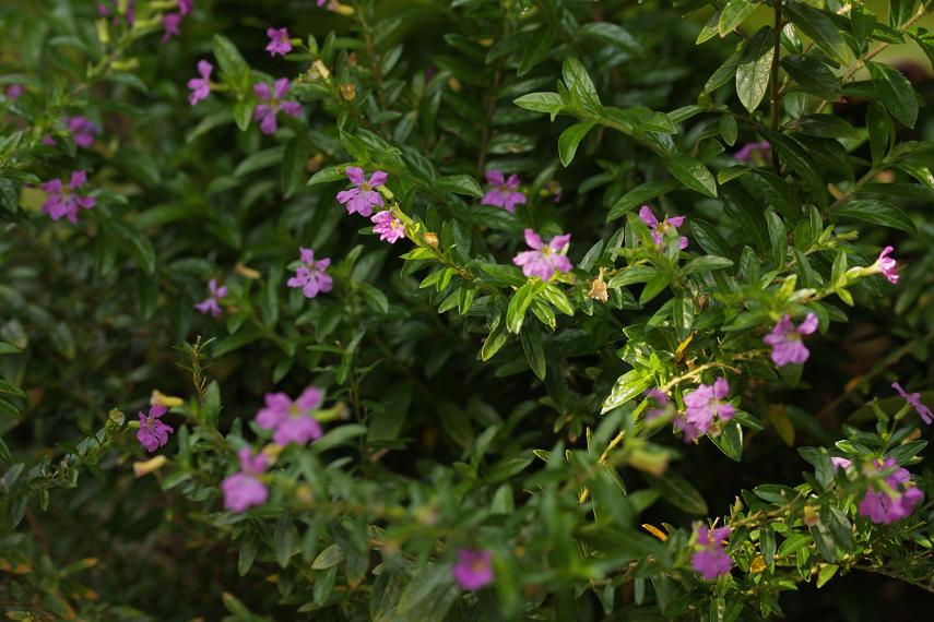 植物園の花 クフェア そよ風のつぶやき