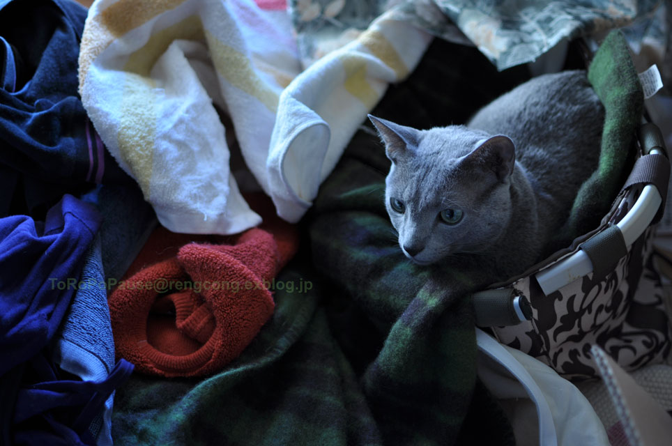 雲上の猫_e0132518_2113166.jpg